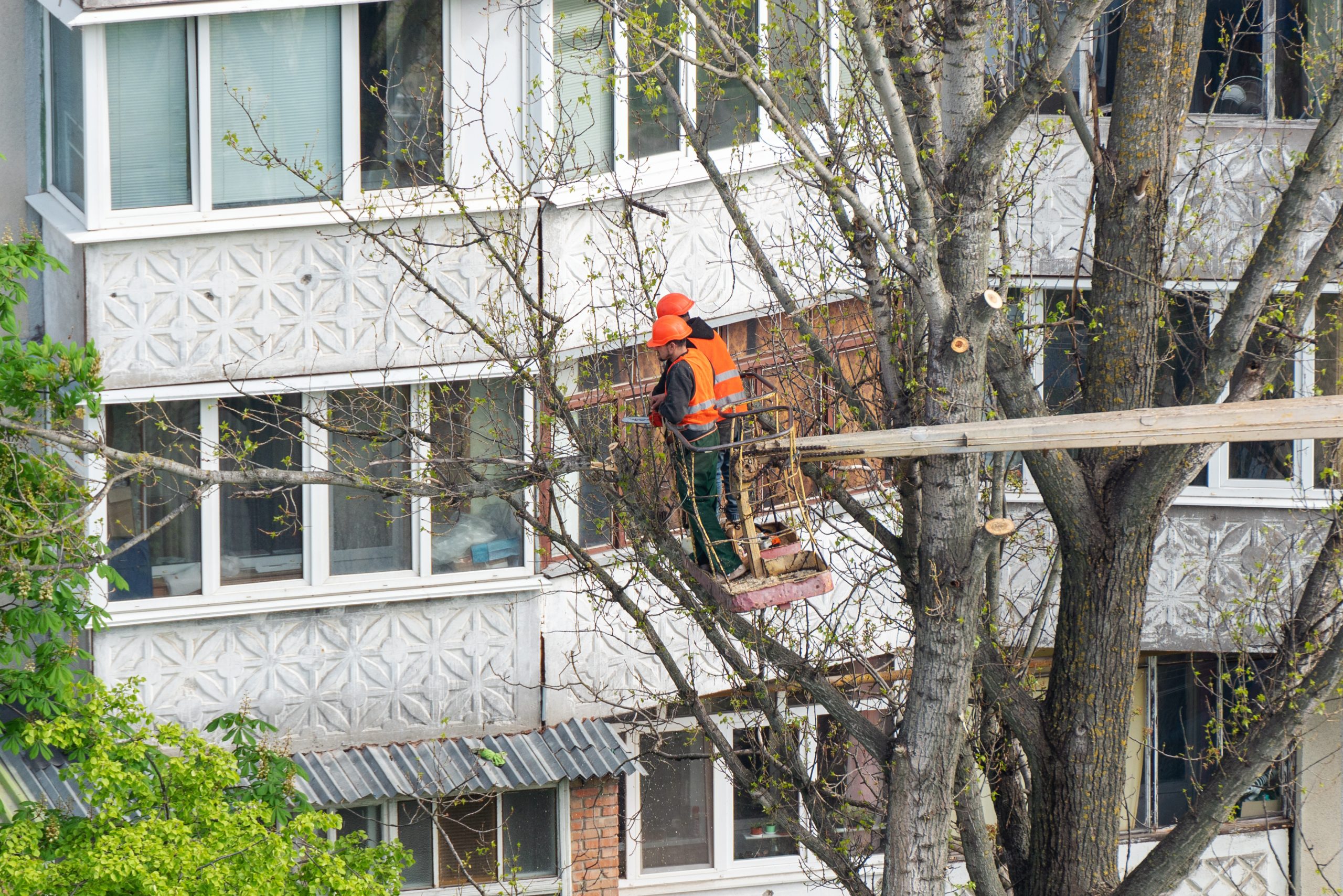 Tree Work 1 Tree Work 1