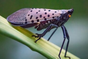 Read more about the article Controlling The Spread Of Spotted Lanternflies
