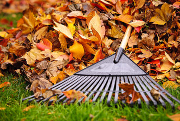 Read more about the article Fall Yard Cleanup Musts
